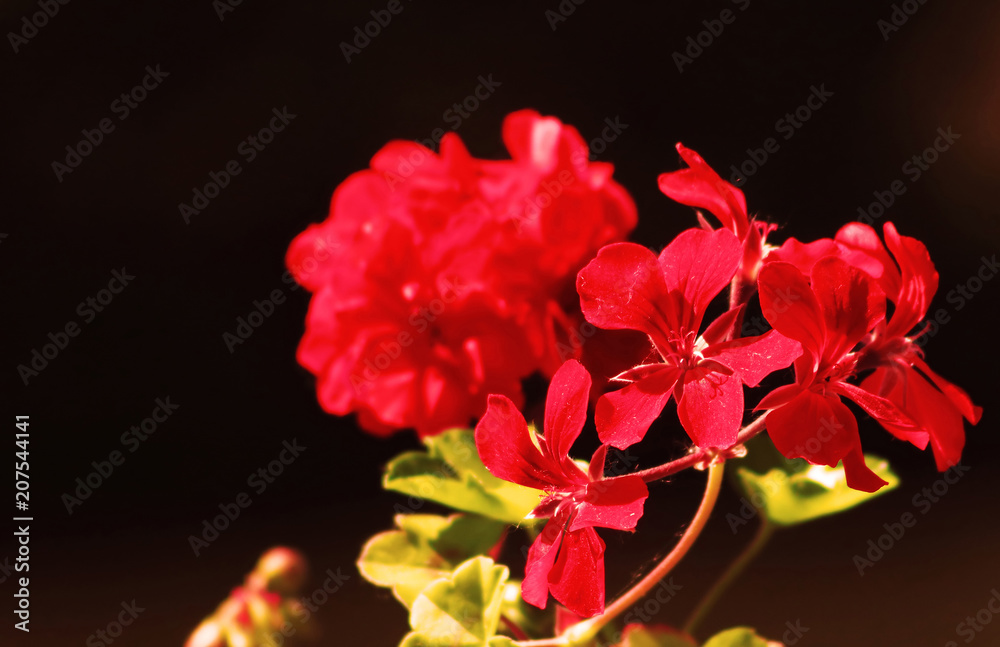 Red geranium close up in the garden with dark  background