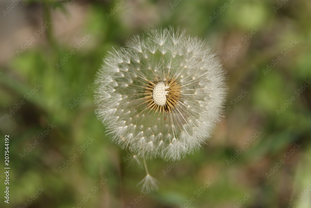 Fototapeta premium SONY DSC