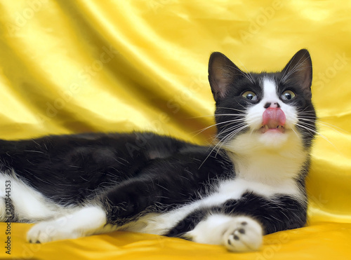 black with white short-haired European cat on a yellow background photo