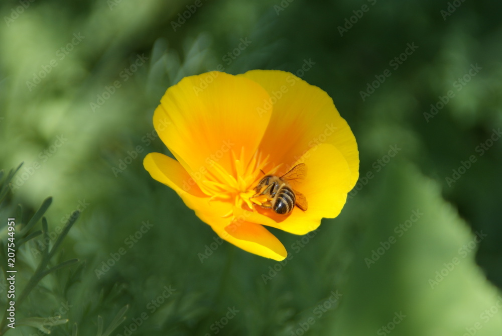 Fototapeta premium SONY DSC