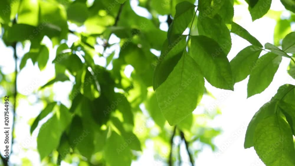 Leaves swing in the wind, with reflection from the water, morning Leaves swing in the wind, with reflection from the water, morning
