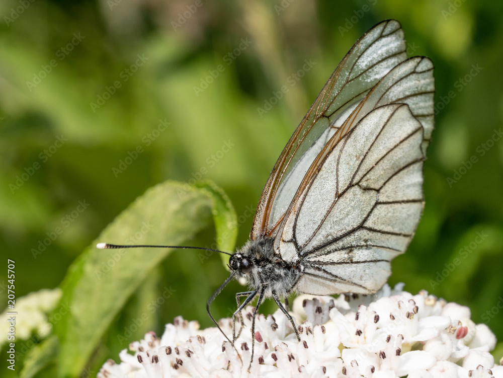Fototapeta premium White butterfly Aporia crataegi. Aporia crataegi, the black-veined white, is a large butterfly of the family Pieridae.