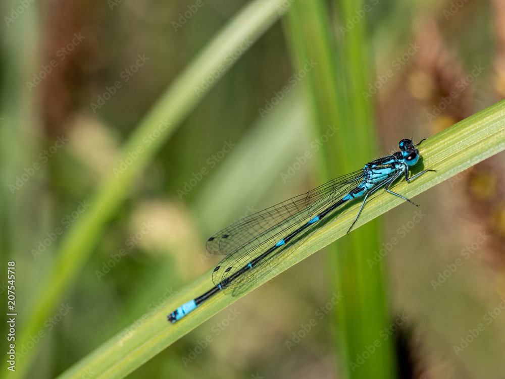 Azure damselfly on a blade of grass - Coenagrion puella, closeup nature photo Azure damselfly on a blade of grass - Coenagrion puella, closeup nature photo