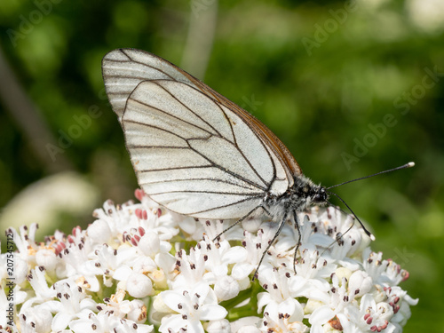 White butterfly Aporia crataegi. Aporia crataegi, the black-veined white, is a large butterfly of the family Pieridae.