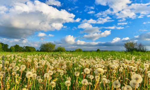 Fototapeta Naklejka Na Ścianę i Meble -  Dandelions on spring meadow.