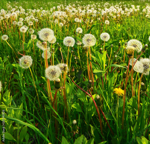 Fototapeta Naklejka Na Ścianę i Meble -  Dandelions on spring meadow.