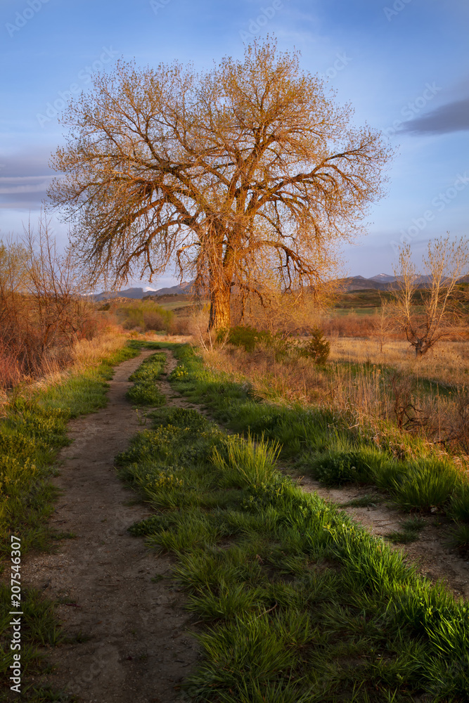 Lone Tree Glowing in the Morning sunrise Lone Tree Glowing in the Morning sunrise