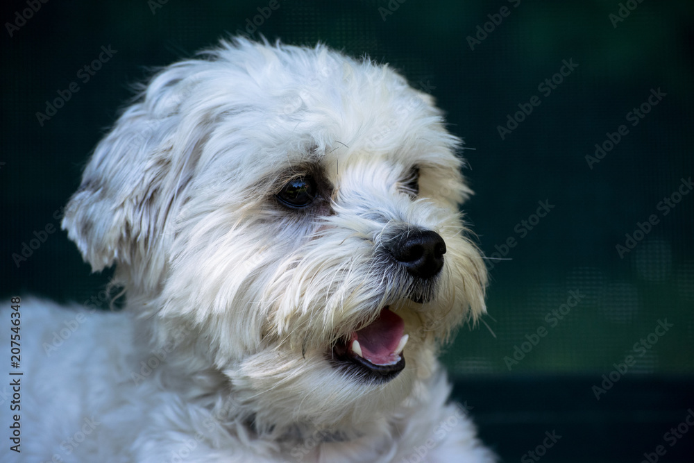 dog dog