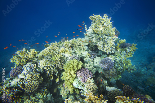 Colorful corals on the reef in the underwater world of the red sea.