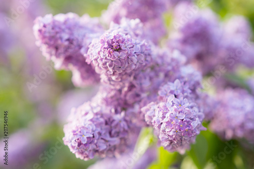 Lilac blooms. A beautiful bunch of lilac closeup. Lilac Flowering. Lilac flowers in the garden.