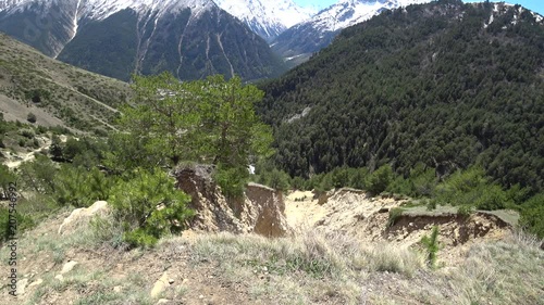 Mountain forest view with snowy mountains background
