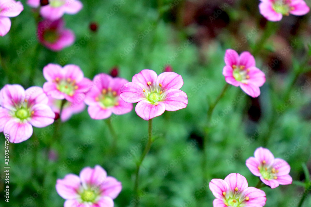 Small pink flowers