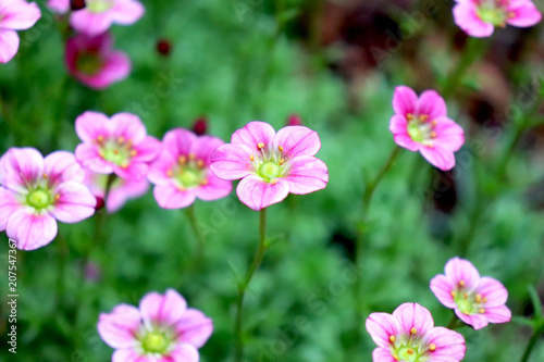 Small pink flowers