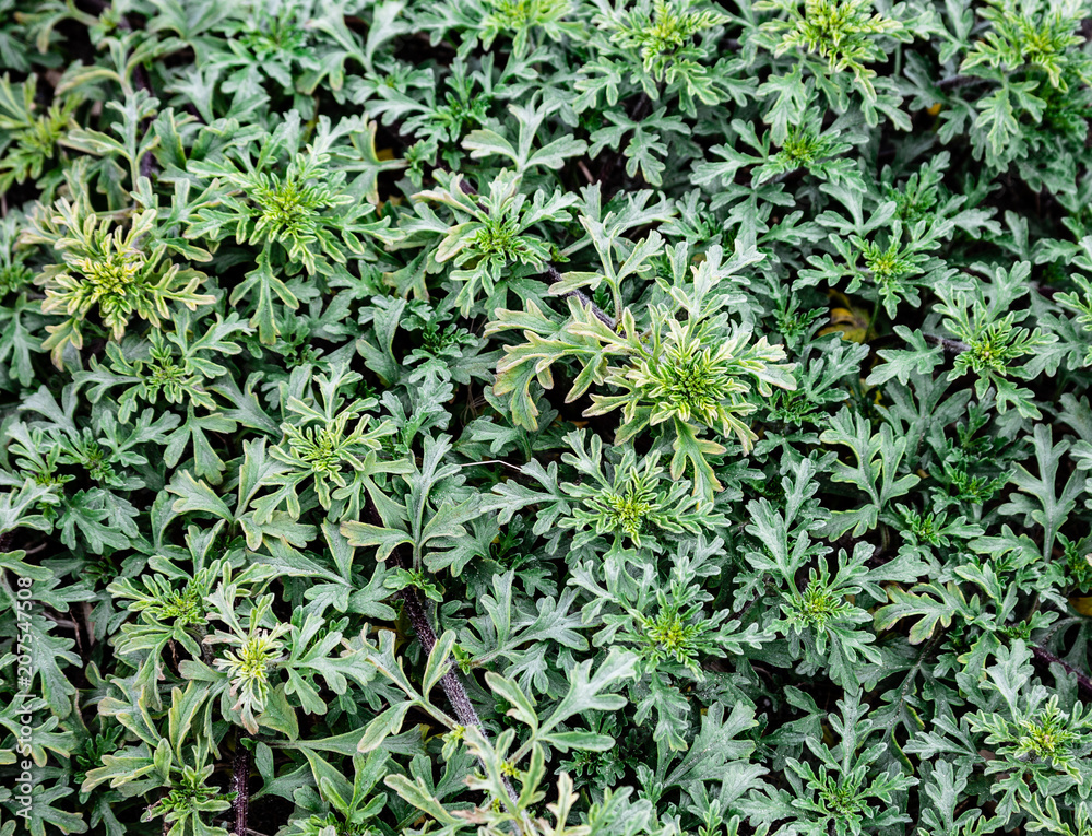 Green Cover