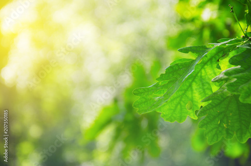 Green oak leaves on a blurred sunny background of trees with lush foliage in spring forest.