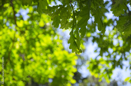 Green oak leaves on a blurred sunny background of trees with lush foliage in spring forest.