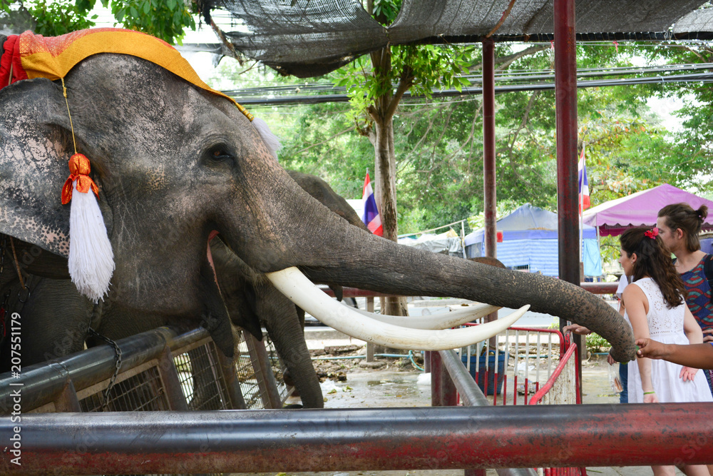 Obraz premium Thai elephants in Ayutthaya Waiting for tourists