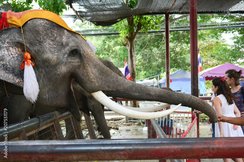 Thai elephants in Ayutthaya Waiting for tourists photo