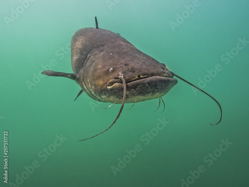 Catfish in lake Bled Slovenia