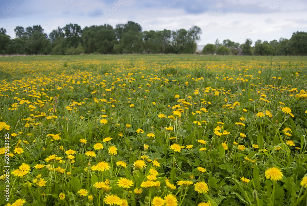 The field is covered with blooming yellow dandelions against the background of a forest and sky with gloomy clouds