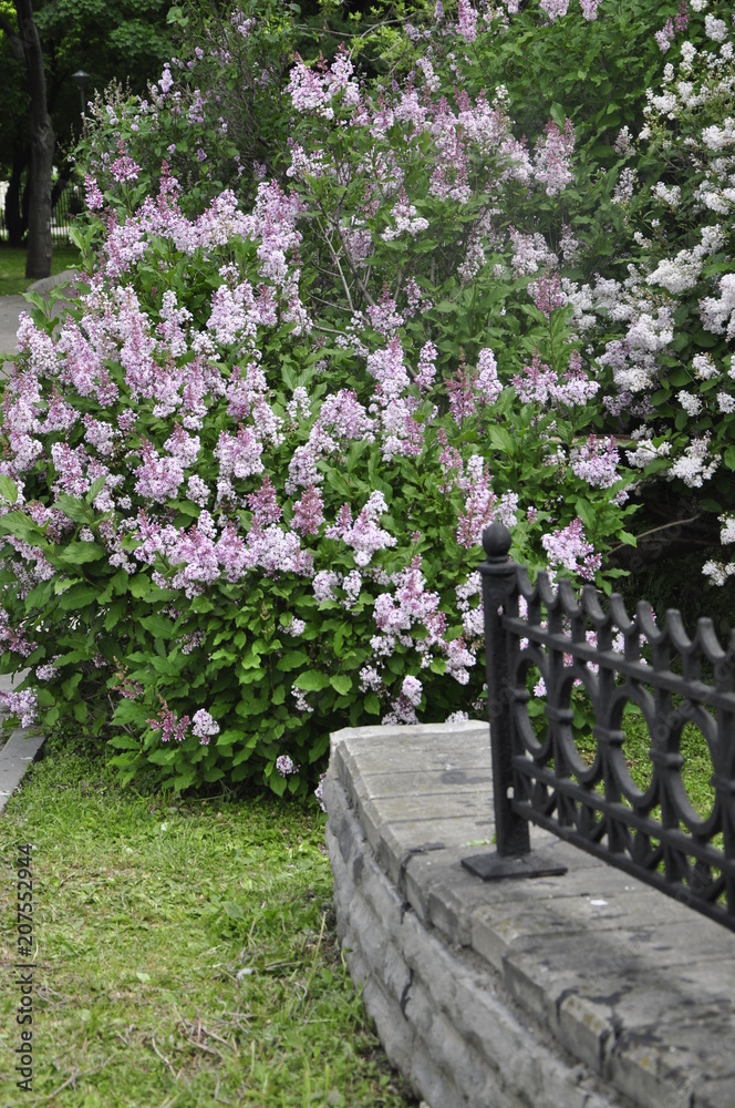 Lilac is a genus of shrubs belonging to the family of Olives. The genus includes about thirty species distributed in the wild in South-Eastern Europe (Hungary, Balkans) and Asia, mainly in China. Lilac is a genus of shrubs belonging to the family of Olives. The genus includes about thirty species distributed in the wild in South-Eastern Europe (Hungary, Balkans) and Asia, mainly in China.