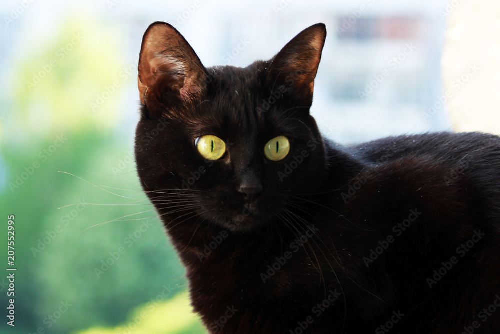 Closeup portrait of a Halloween black cat.