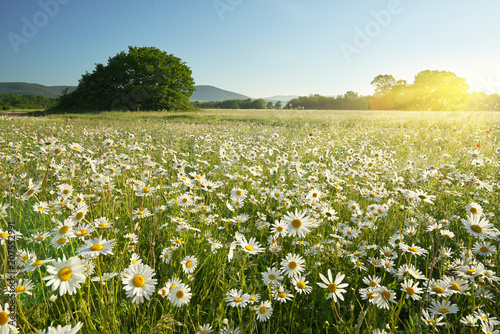 Photos Spring daisy flowers  in meadow.