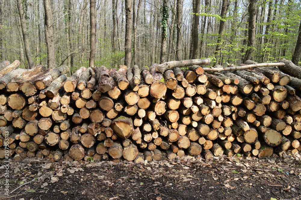 Round wooden trunks in the forest near the trees