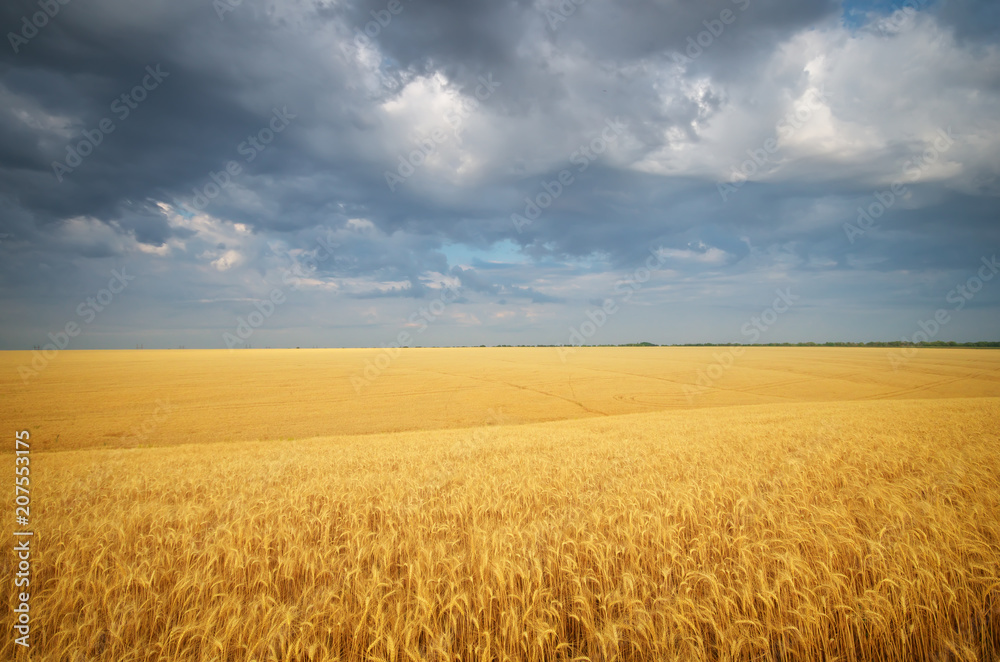 Landscape with warm colored yellow wheat