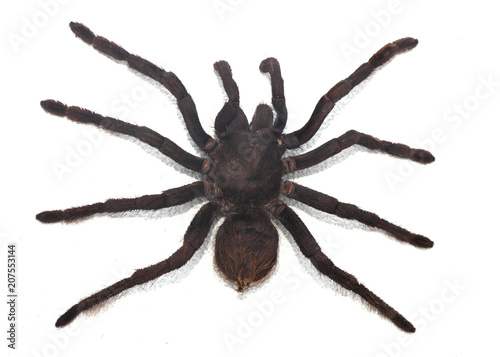 black curly-hair tarantula