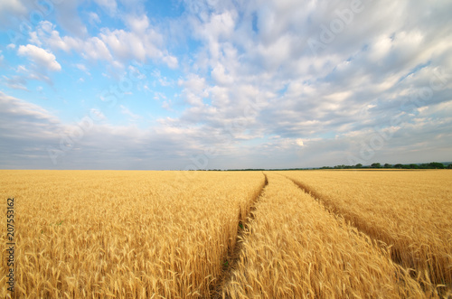 Road through wheat field.