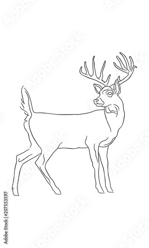 White-Tailed Deer