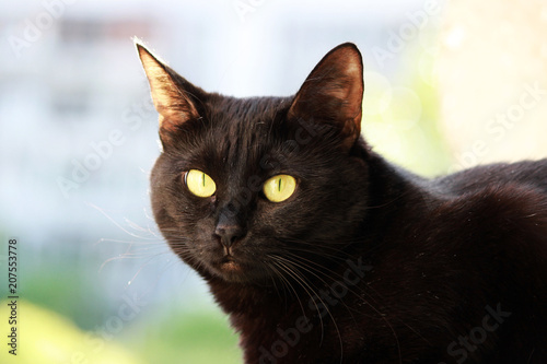 Closeup portrait of a Halloween black cat. © wolfness72