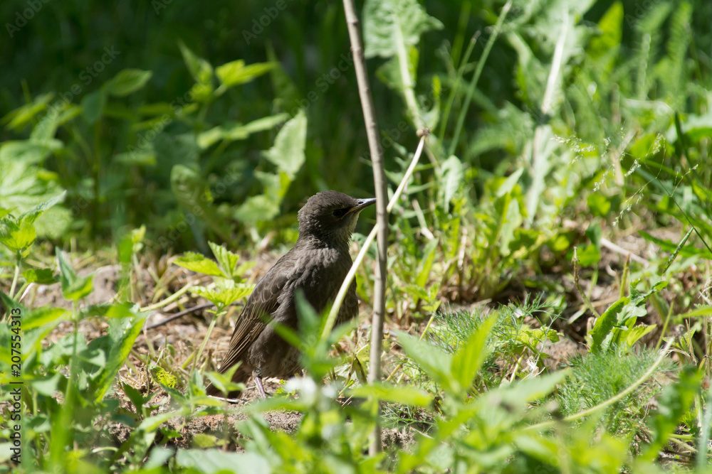 Common starling in a grass. Common starling in a grass.