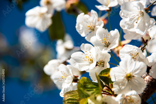 Cherry tree flowers on a sunny day