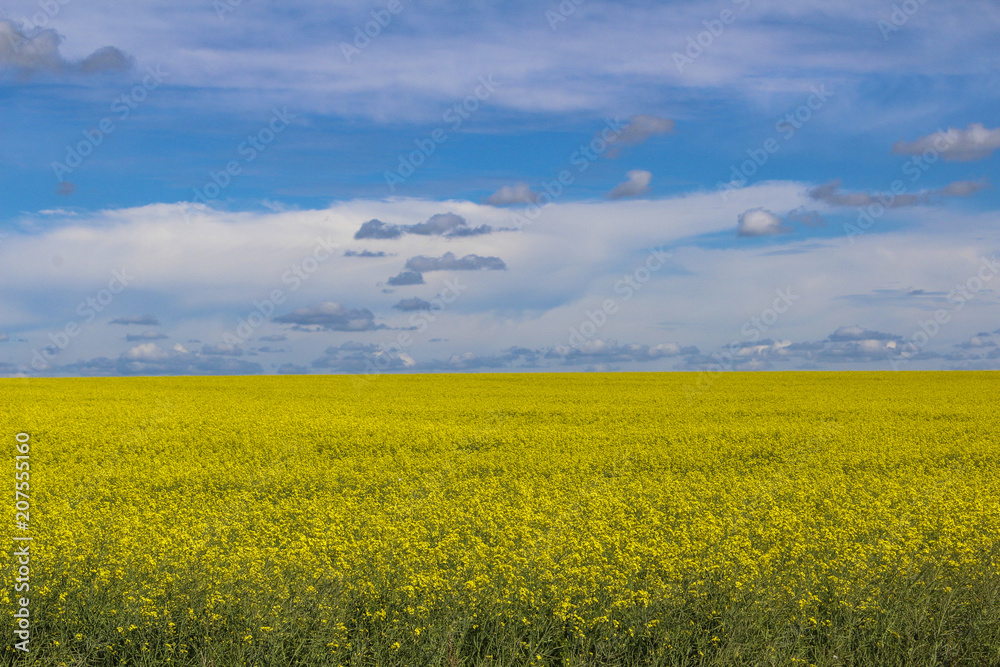 Fields of Gold