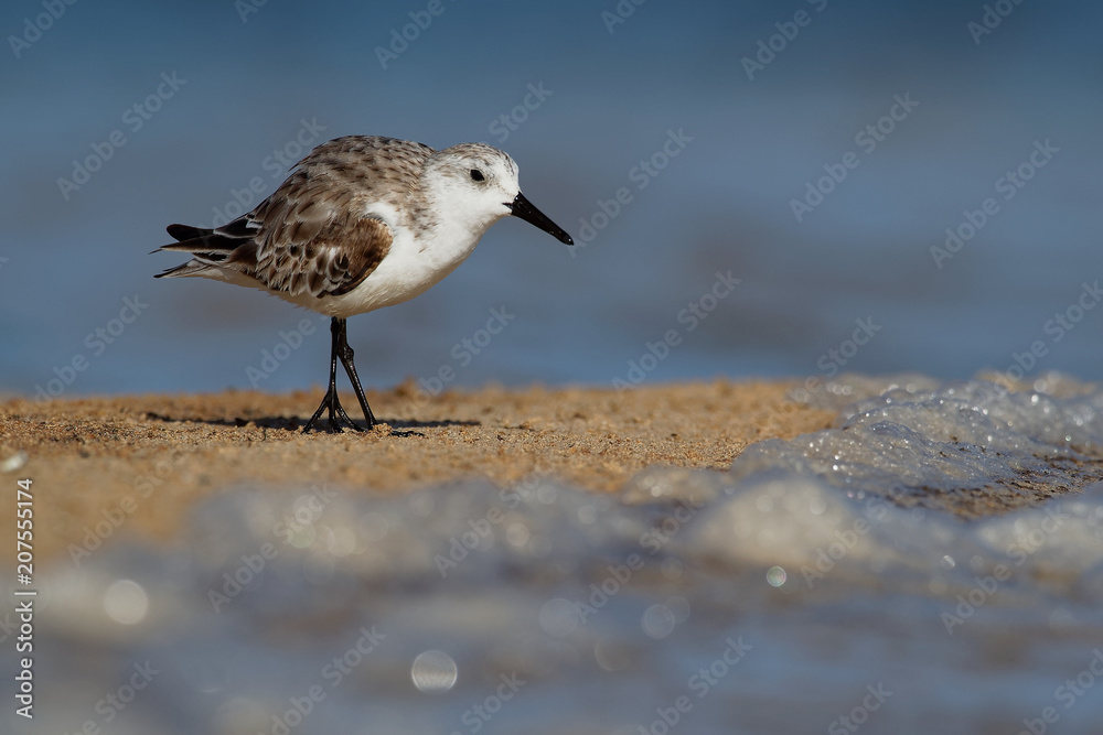 Sanderling - Calidris alba walking, feeding, hunting and washing on the atlantic sandy coast Sanderling - Calidris alba walking, feeding, hunting and washing on the atlantic sandy coast