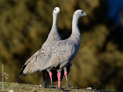 Cereopsis novaehollandiae - Cape Barren Goose in Tasmania, endemic species