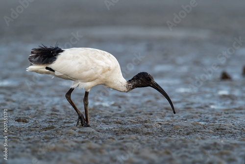 Australian Ibis  - Threskiornis moluccus black and white ibis from Australia looking for crabs during low tide photo