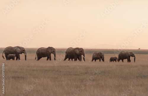 Elephants in the morning 