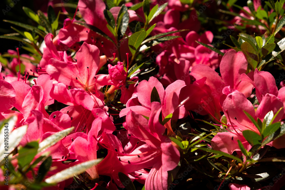 Close Up view of blooming rhododendron flowers Close Up view of blooming rhododendron flowers