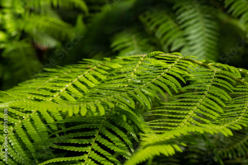 Green branch with leaves of fern. Polypodiophyta photo