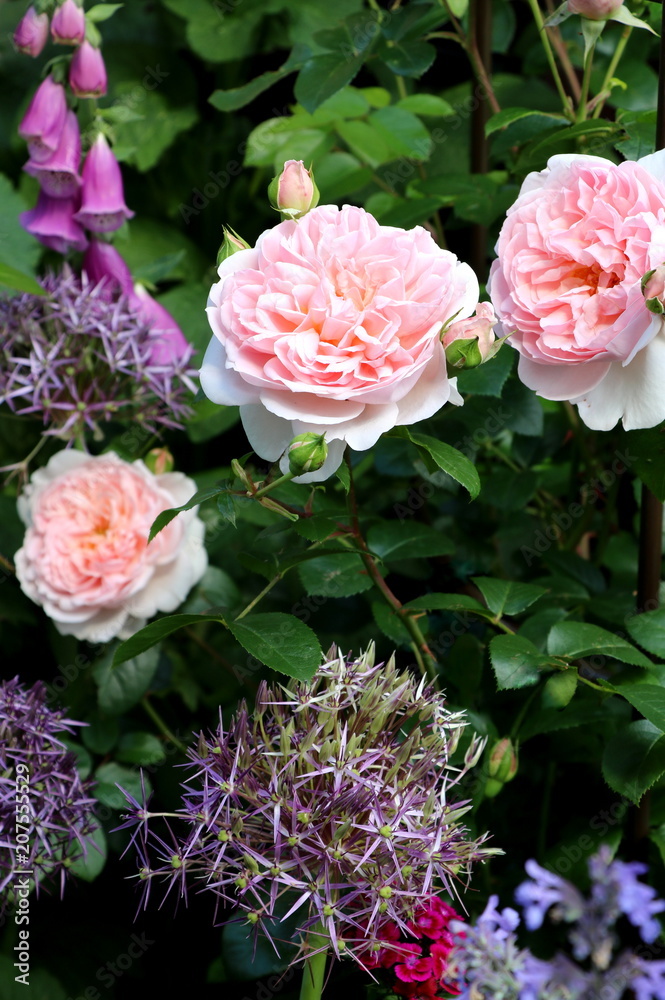 Sommergarten mit englischen Rosen, Allium und Fingerhut Sommergarten mit englischen Rosen, Allium und Fingerhut