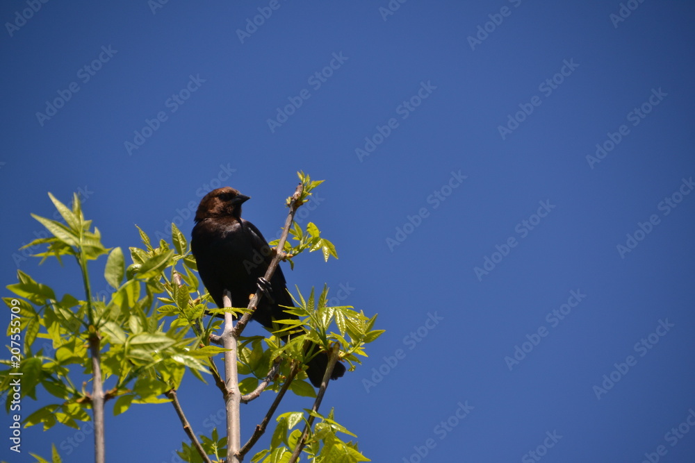 Fototapeta premium Brown-headed Cowbird