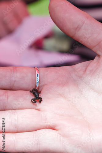 The smallest frog. Paedophryne amauensis photo