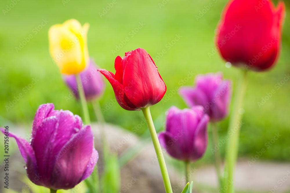 Close Up Of Beautiful Spring Colorful Flowers Tulip Growing In Garden In Sunny Day Outdoor.