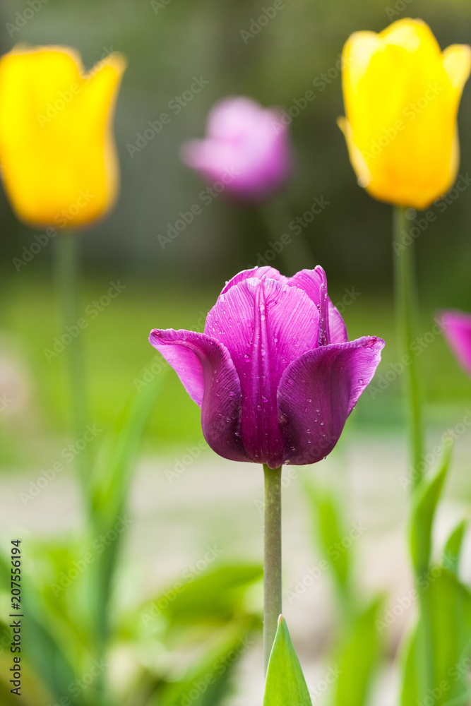 Close Up Of Beautiful Spring Flower Tulip Color Purple Growing In Garden In Sunny Day Outdoor. Close Up Of Beautiful Spring Flower Tulip Color Purple Growing In Garden In Sunny Day Outdoor.