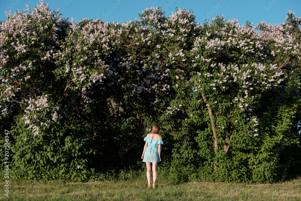 redhead girl in blue light cocktail dress standing in fron of lilac bushes back to camera redhead girl in blue light cocktail dress standing in fron of lilac bushes back to camera