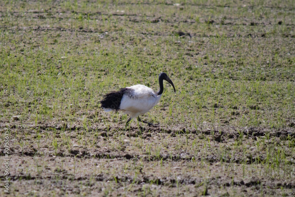 Ibis Ibis