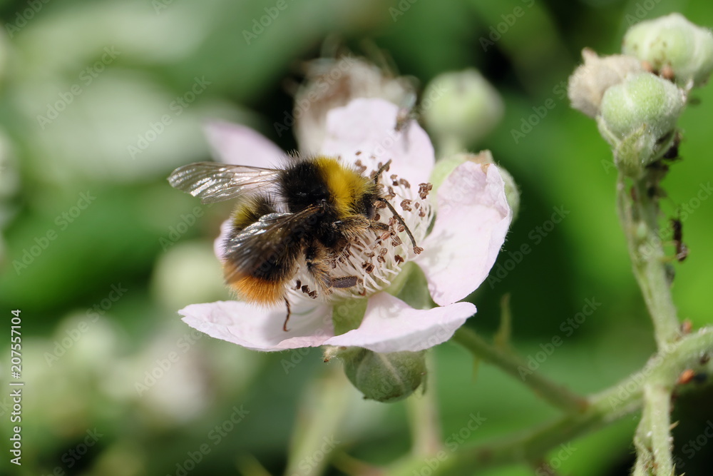 Bumblebee on white blossom - Stockphoto Bumblebee on white blossom - Stockphoto